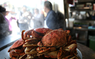 加州珍寶蟹商業捕撈季正式啟動