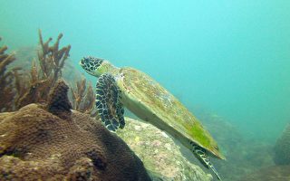感恩節寒潮 麻州鱈魚角凍死近300海龜