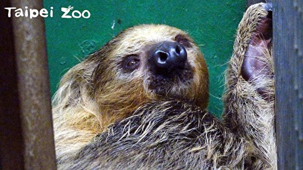 動物名錯讀排行榜 台北動物園：歐亞水獺居首