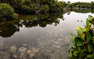 台湾水母湖之美 高雄林园赏缤纷仙后水母