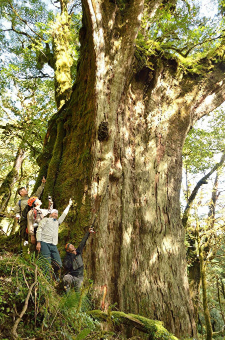台特遣隊入中央山脈秘境 發現百株紅檜巨木群