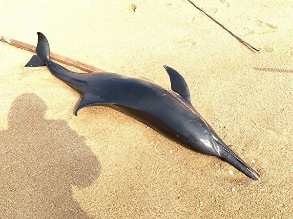 罕见长吻真海豚搁浅金门海滩 死因不明
