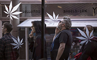 加州大麻合法化一年 黑市仍猖獗