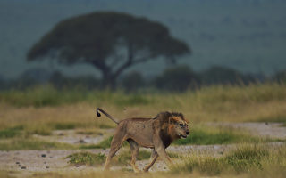 20隻鬣狗圍攻一隻獅子 你猜結局如何？