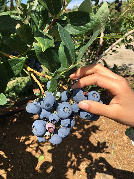 卑诗省的农业产出很高，图为一处蓝莓采摘场。（大纪元）