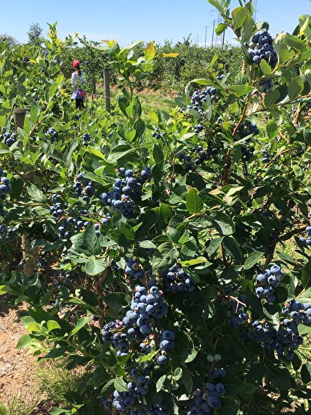 卑诗省的农业产出很高，图为一处蓝莓采摘场。（大纪元）