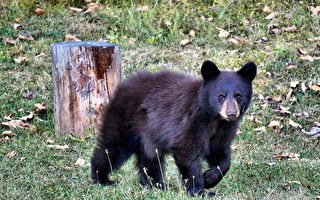 麻州伯灵顿城区出现黑熊