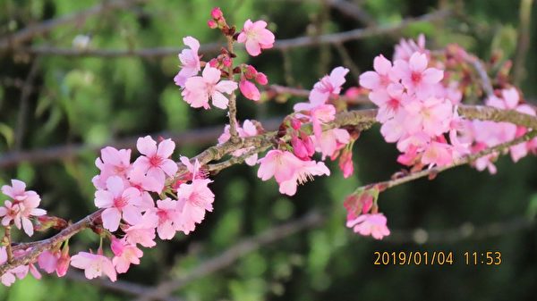 台湾阿里山河津樱绽放 满树粉嫩花朵迎新年