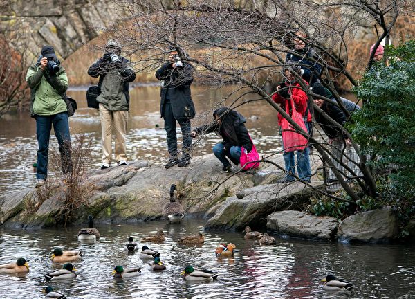 纽约市中央公园池塘去年来了一只罕见的鸳鸯，引来摄影师拍照。