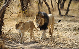 南非度假小屋四周有77隻獅子 你敢住嗎？
