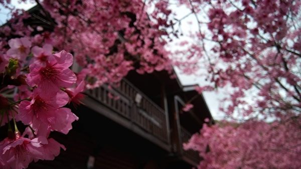 台湾樱花比日本还美？ 摄影师推荐赏樱秘境