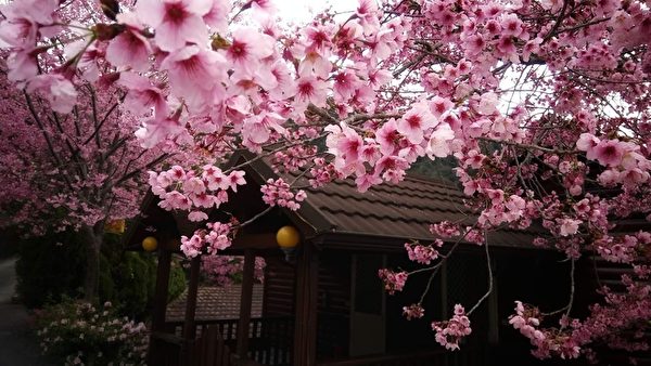 台灣櫻花比日本還美？ 攝影師推薦賞櫻祕境