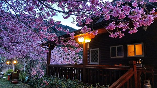 台湾樱花比日本还美？ 摄影师推荐赏樱秘境