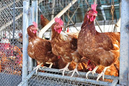 雅各牧場堅持用歐盟認可的「自由放牧養殖」方式，讓雞群在陽光下可以恣意奔跑，雞活得健康才會生下好雞蛋