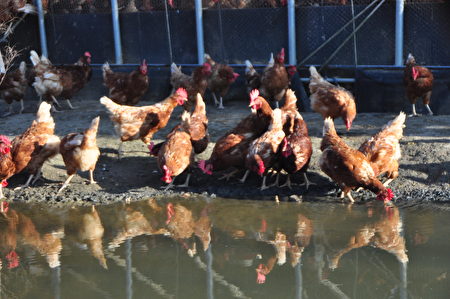 雅各牧場堅持用歐盟認可的「自由放牧養殖」方式，讓雞群在陽光下可以恣意奔跑，雞活得健康才會生下好雞蛋。