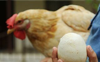 基因編輯讓母雞下出「抗癌雞蛋」