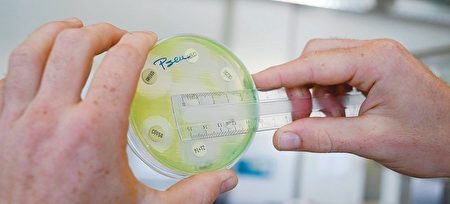 超級細菌的培養皿