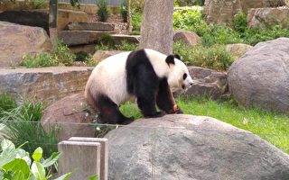 福妮再次假孕 阿德萊德大熊貓面臨被送回國