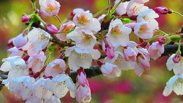 台湾阿里山花季樱王满开 吸引游客赏樱
