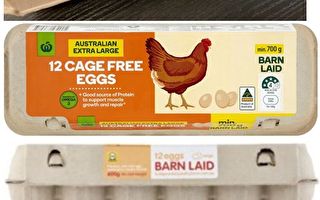 維州農場病雞感染沙門氏菌 全澳洲召回雞蛋