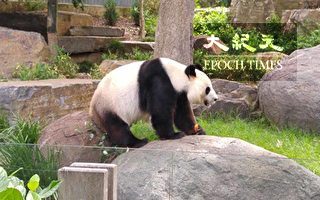 德媒施壓 要求默克爾給熊貓起名「香港」