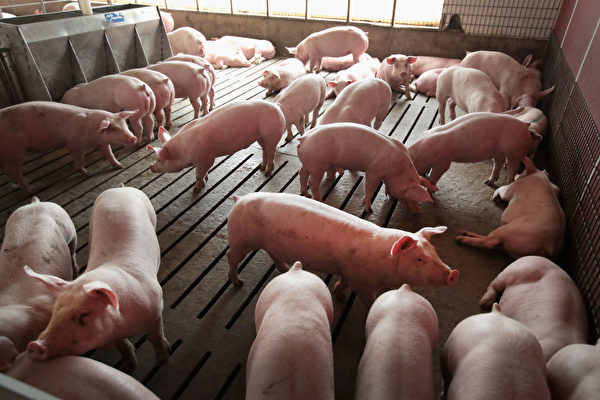 豬瘟重創養豬業 中國被迫大量購買美國豬肉