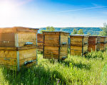 疫後大商機：在家種菜、養蜂 年輕人想回歸自然