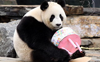 大熊猫背后的“铁拳” 丹麦担忧