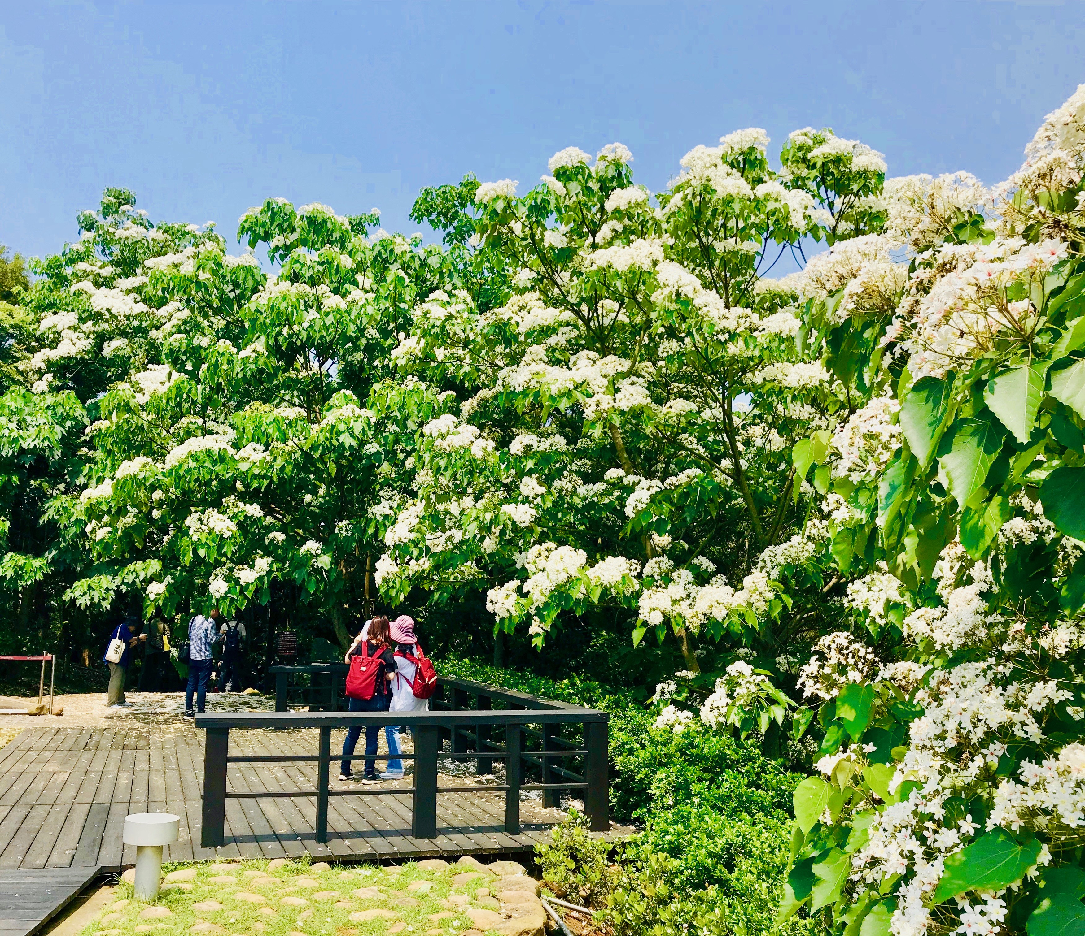 太美！泉州这条“桐花长廊”，惹来无数人的喜爱，趁着春日快来打卡吧|长廊|油桐花|东里_新浪新闻