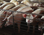 國會議員警告：中共正在滲透美國豬肉產業