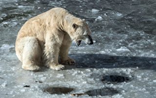 北極熊坐浮冰南行700公里 俄直升機送牠回家