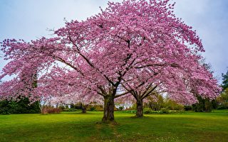 溫哥華春天櫻花觀賞處