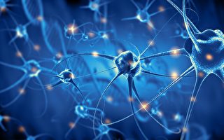 新研究揭示 成年后人类大脑神经元仍可再生