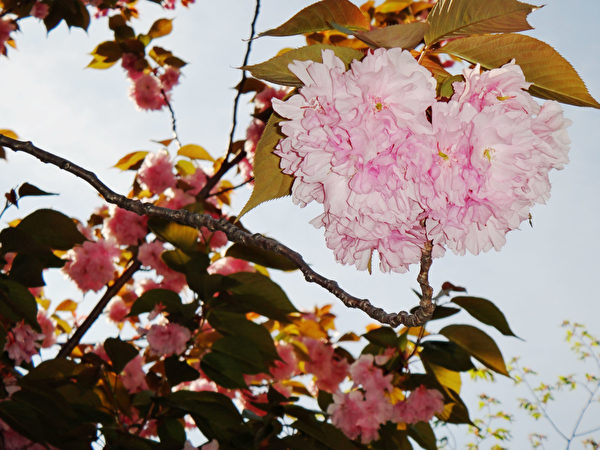 日本东京浅草复瓣樱花。（蓝海/大纪元）