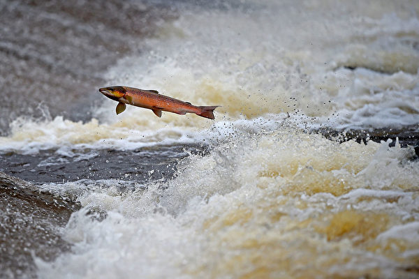 2014年10月27日，苏格兰塞尔柯克的Etterick河上跃起的三文鱼。 (Jeff J Mitchell/Getty Images)