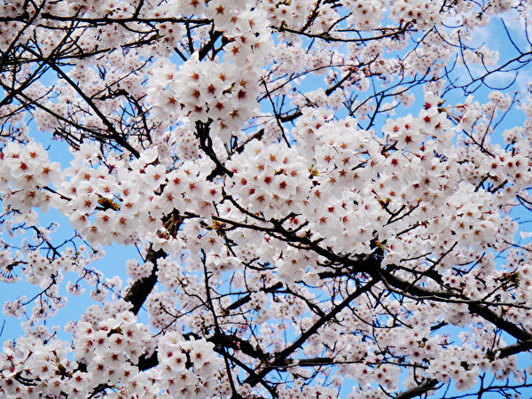 日本金泽兼六园的美丽樱花。（蓝海/大纪元）