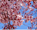 組圖：迎春的櫻花爭妍鬥艷