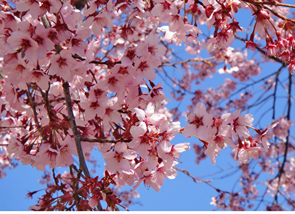 日本长野上田城的樱花。（蓝海/大纪元）