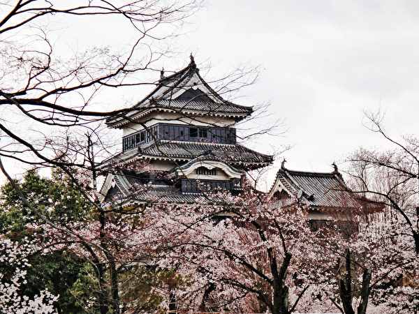 日本松本城樱花绽放。（蓝海/大纪元）