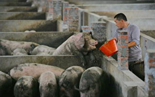 中国2亿头猪死于非洲猪瘟 近美欧猪只总和