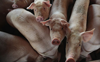 报复？中共取消1.47万吨美国猪肉订单