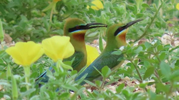 金門賞鳥趣 攝影師分想拍攝的豐富鳥類生態