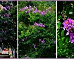 【无鱼坊的摄影心视界】紫薇花大就是美