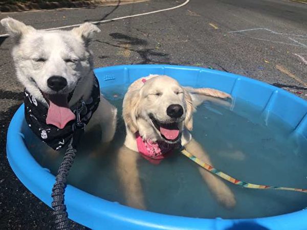 两只小狗儿一起晒太阳泡澡。(Courtesy of Karisa Maxwell)