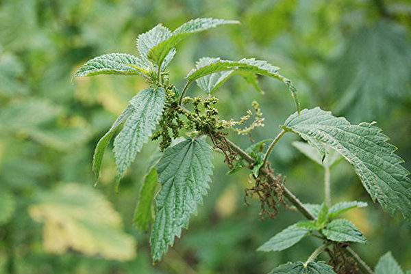 北美常见有毒植物之：刺荨麻。（USDA，公有领域）
