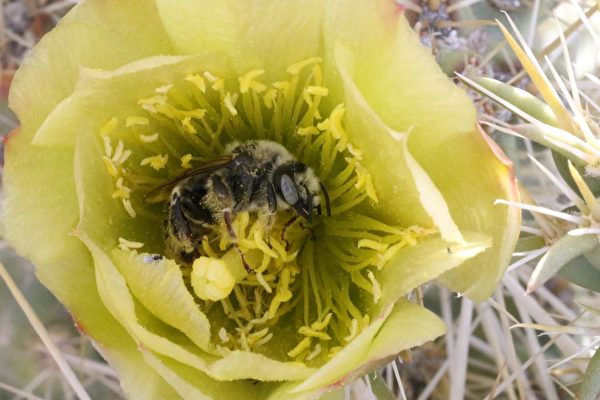 在仙人掌花芯裡睡覺的蜜蜂。（Todd Esque, USGS Western Ecological Research Center／公有領域）