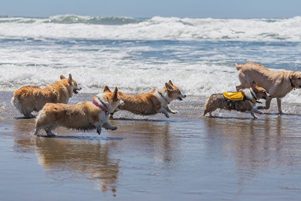 海灘上奔跑的柯基犬。(Trevor Fairbank/shutterstock)