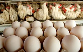 美禽流感蔓延至29州 两月内2800万只家禽死亡
