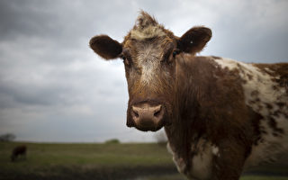 紐約農場提供摟抱牛隻服務 每小時75美元