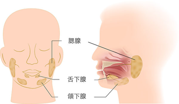 唾液腺位置。(Shutterstock)